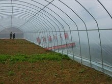 重慶明萬蔬菜溫室大棚 薄膜技術的應用與效益分析