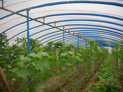 超強(qiáng)鍍塑溫室大棚骨架機(jī)與支架機(jī) 高效搭建蔬菜大棚的理想之選